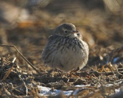 American Pipit