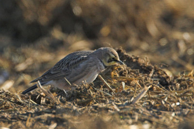 Horned Lark