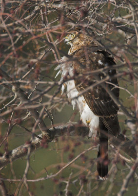 Sharp-shinned Hawk