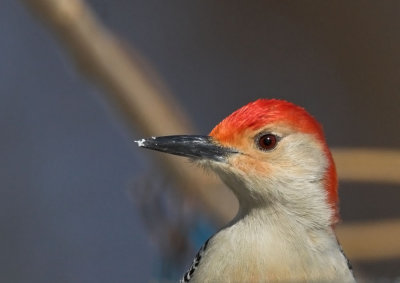 Red-bellied Woodpecker