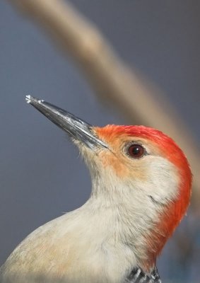 Red-bellied Woodpecker