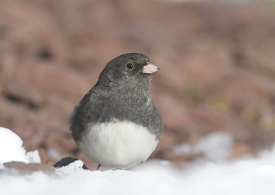 Dark-eyed Junco