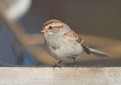 American Tree Sparrow