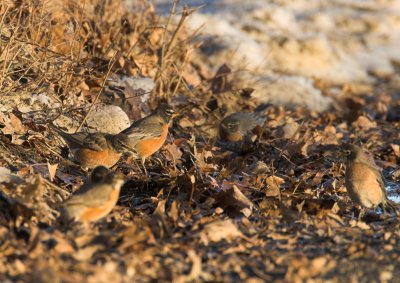 February Robins