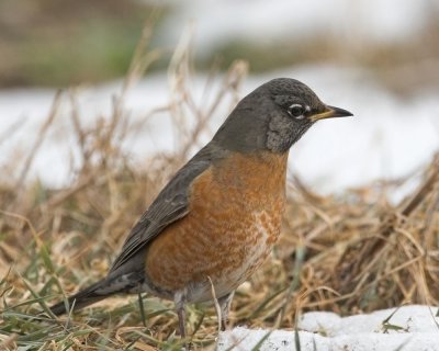 American Robin