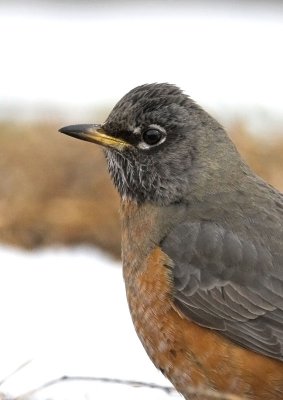 American Robin - portrait