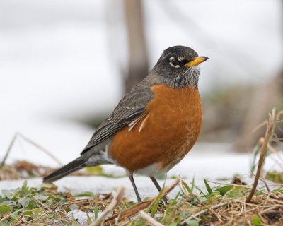 American Robin