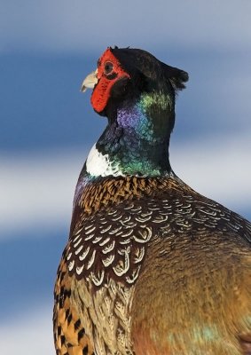 Ringed-neck Pheasant - male