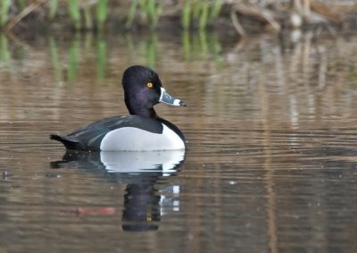 Ring-necked Duck - male