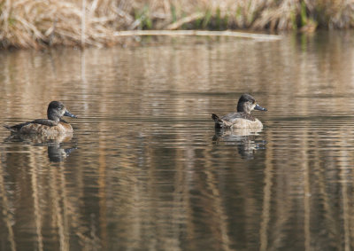 Ring-necked Duck - female