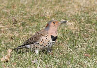 Northern Flicker