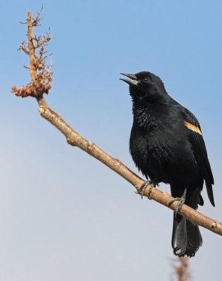 Red-winged Blackbird - male