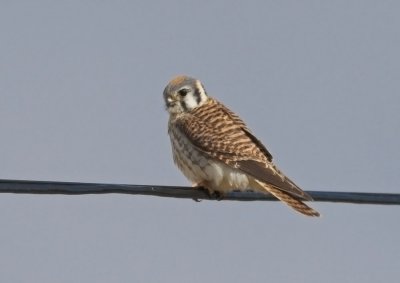 American Kestrel - female