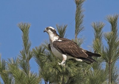 Osprey