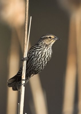 Red-winged Blackbird - female