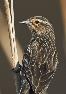 Red-winged Blackbird - female