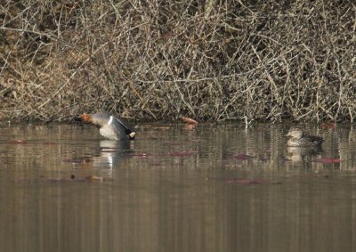 Green-winged Teal