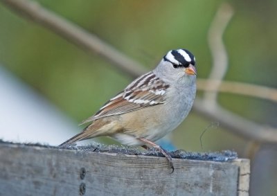 White-crowned Sparrow