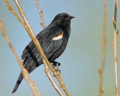 Red-winged Blackbird - male