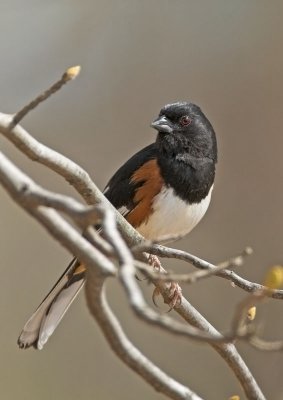 g6/38/525738/3/78163452.F5CMUz00.jpg