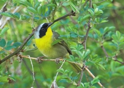 Common Yellowthroat - male