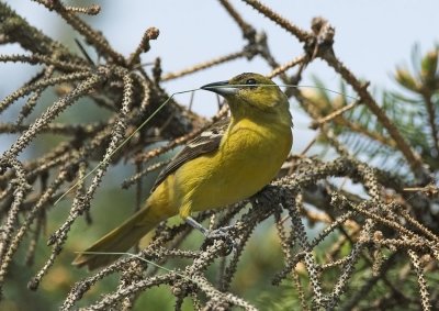 Orchard Oriole - female