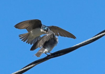 Tree Swallows - Dinner time!