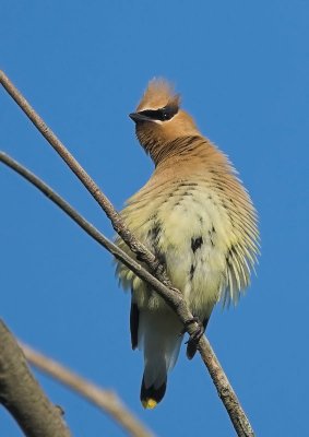 Cedar Waxwing