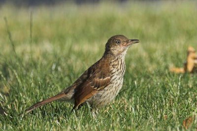 Brown Thrasher -  juvenile