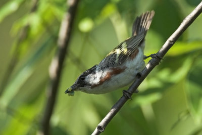 Chestnut-sided Warbler - male