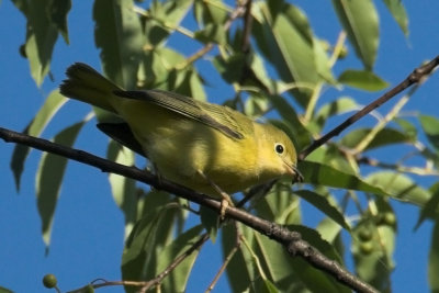 Yellow Warbler - female