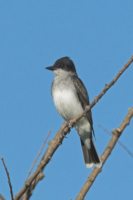 Eastern Kingbird