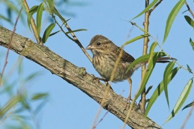 Song Sparrow - juvenile