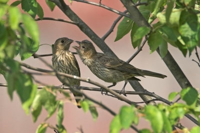 House Finch