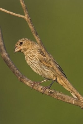 House Finch