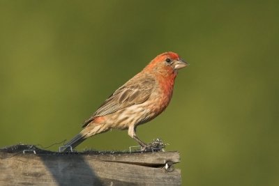 House Finch - male