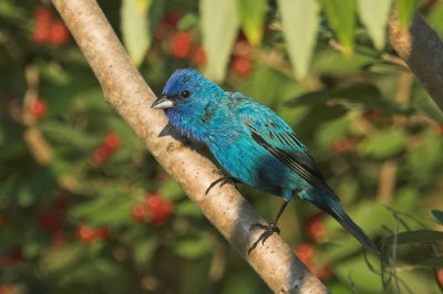 Indigo Bunting - male