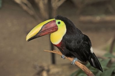 Chestnut Mandibill Toucan