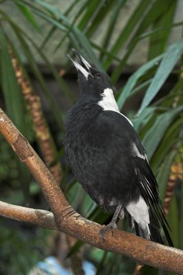 Australian Singing Crow