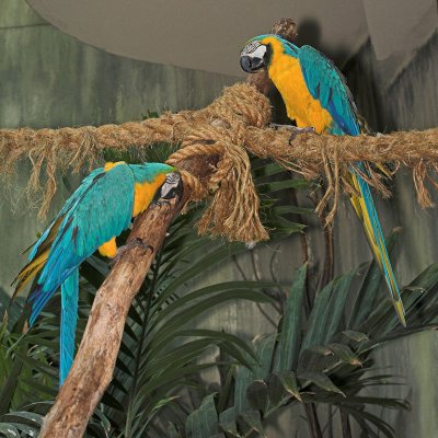 Blue and Gold Macaw