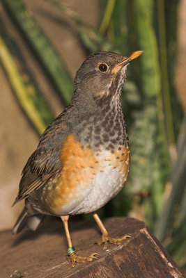 Black-breasted Thrush