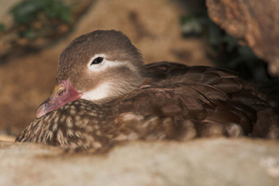 Mandarin Duck - female