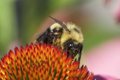Bumblebee