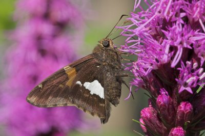 Silver-spotted Skipper