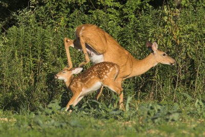 Whitetail Deer