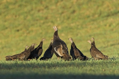 Wild Turkeys