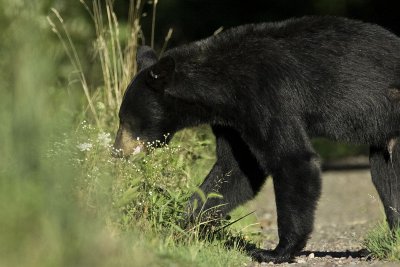 Black Bear