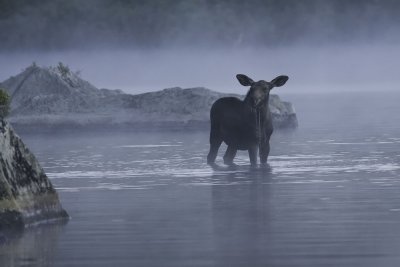 Moose calf