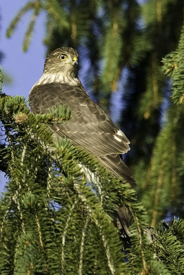 Sharp-shinned Hawk - juvenile