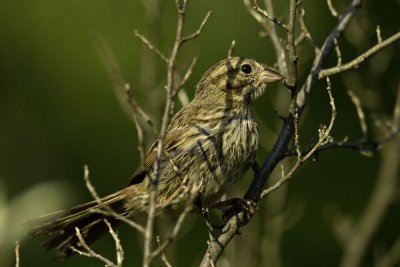 Soggy Sparrow